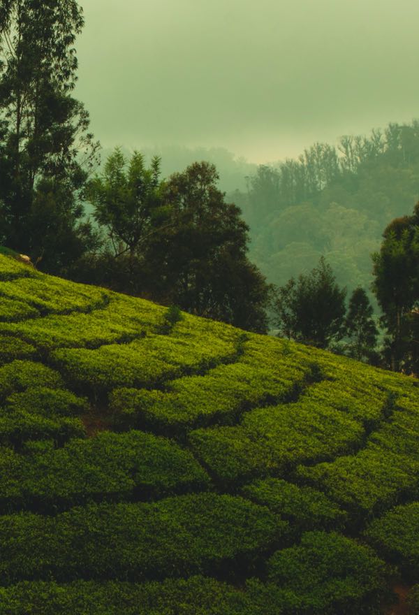 Lush tea plantations in Cameron Highlands, Malaysia, with rolling green hills under a misty sky.