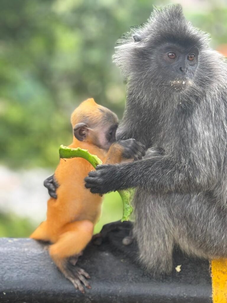 We were most excited to meet the famous silvered leaf monkeys—and they did not disappoint! These gentle creatures with gray fur and calm personalities stole our hearts. One of the cutest surprises? Baby silvered leaf monkeys are bright orange! It was amazing to see them up close. 