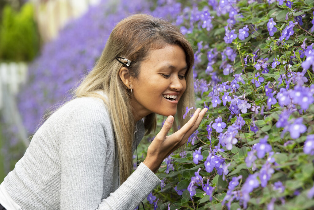 Cameron Highlands travel guide