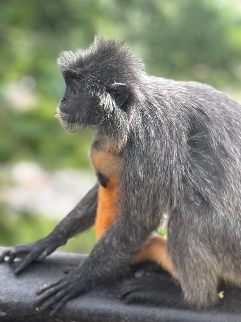 We were most excited to meet the famous silvered leaf monkeys—and they did not disappoint! These gentle creatures with gray fur and calm personalities stole our hearts. One of the cutest surprises? Baby silvered leaf monkeys are bright orange! It was amazing to see them up close. 