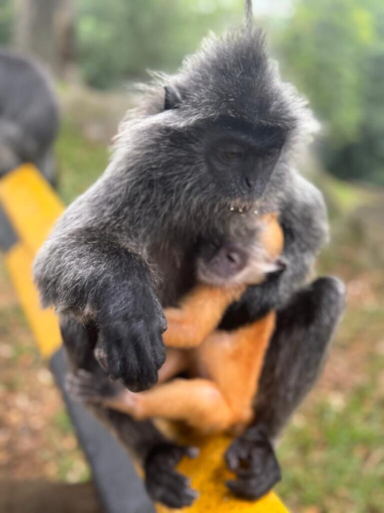 We were most excited to meet the famous silvered leaf monkeys—and they did not disappoint! These gentle creatures with gray fur and calm personalities stole our hearts. One of the cutest surprises? Baby silvered leaf monkeys are bright orange! It was amazing to see them up close. 