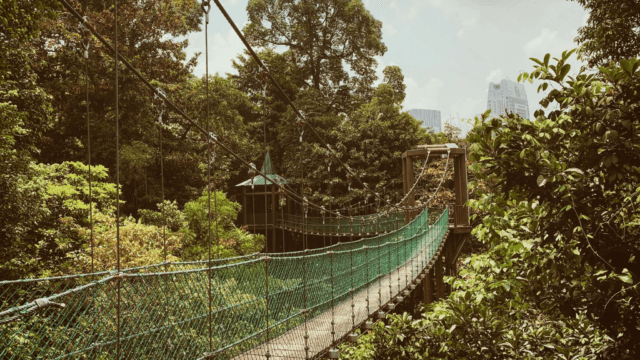Bukit nanas - Best things to do in Kuala Lumpur