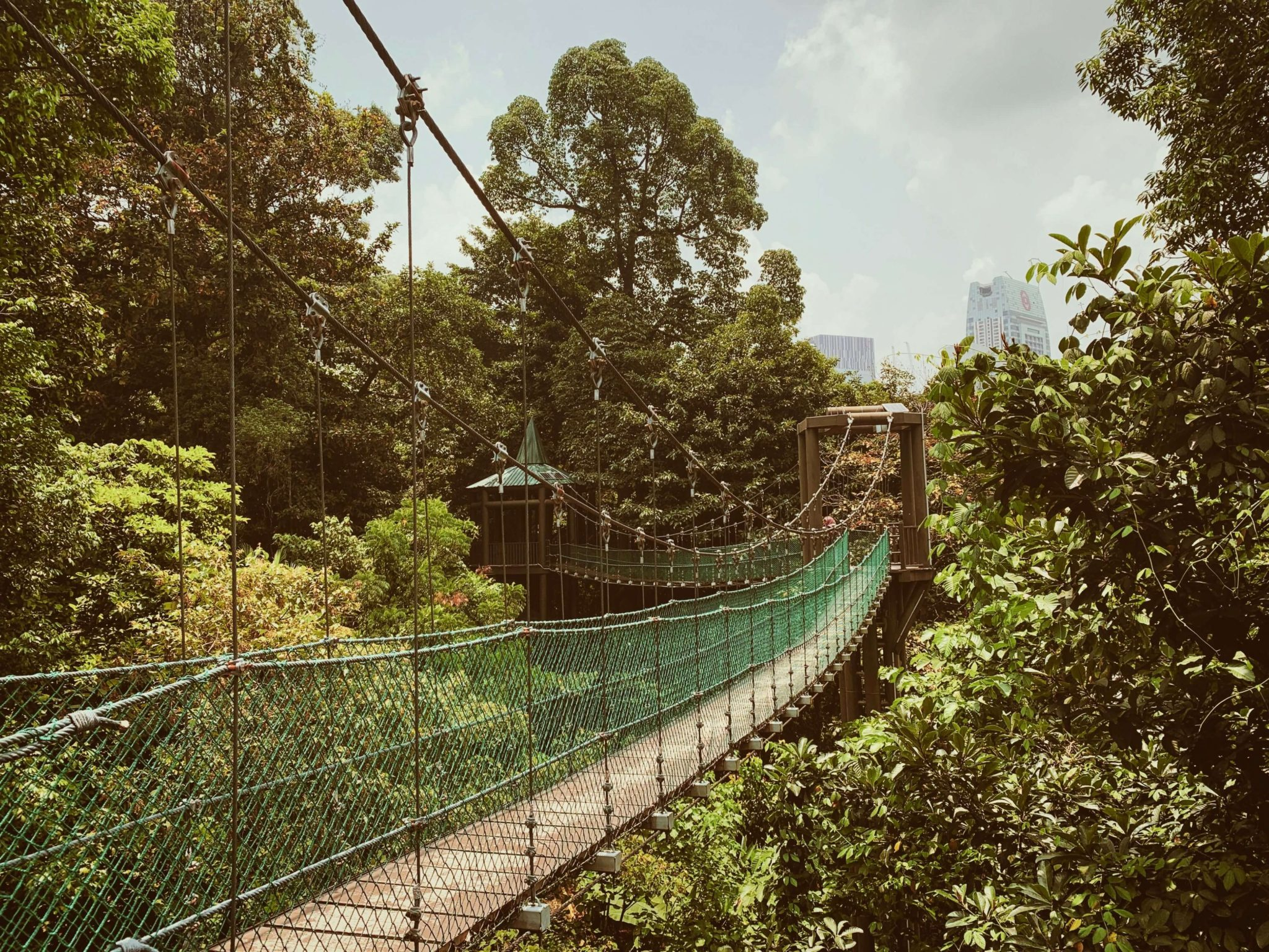 Bukit nanas