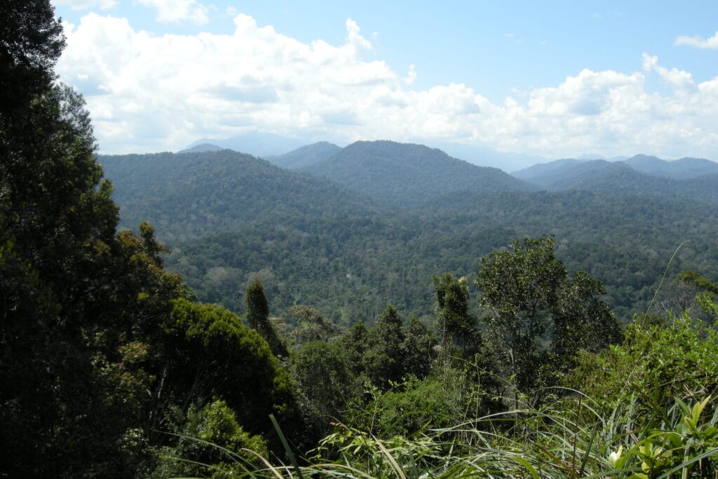 17 Best Hotels in Pahang: Where to Stay for Nature, Comfort & Adventure 5 Taman Negara / Best Hotels in Pahang