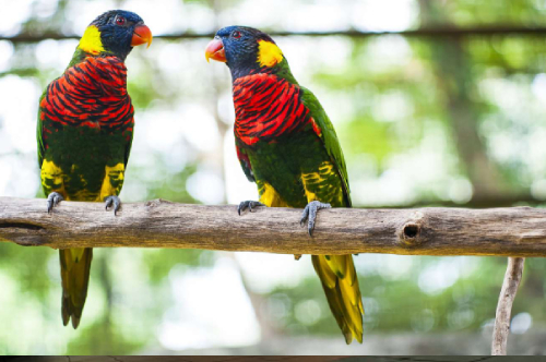 bird park kl