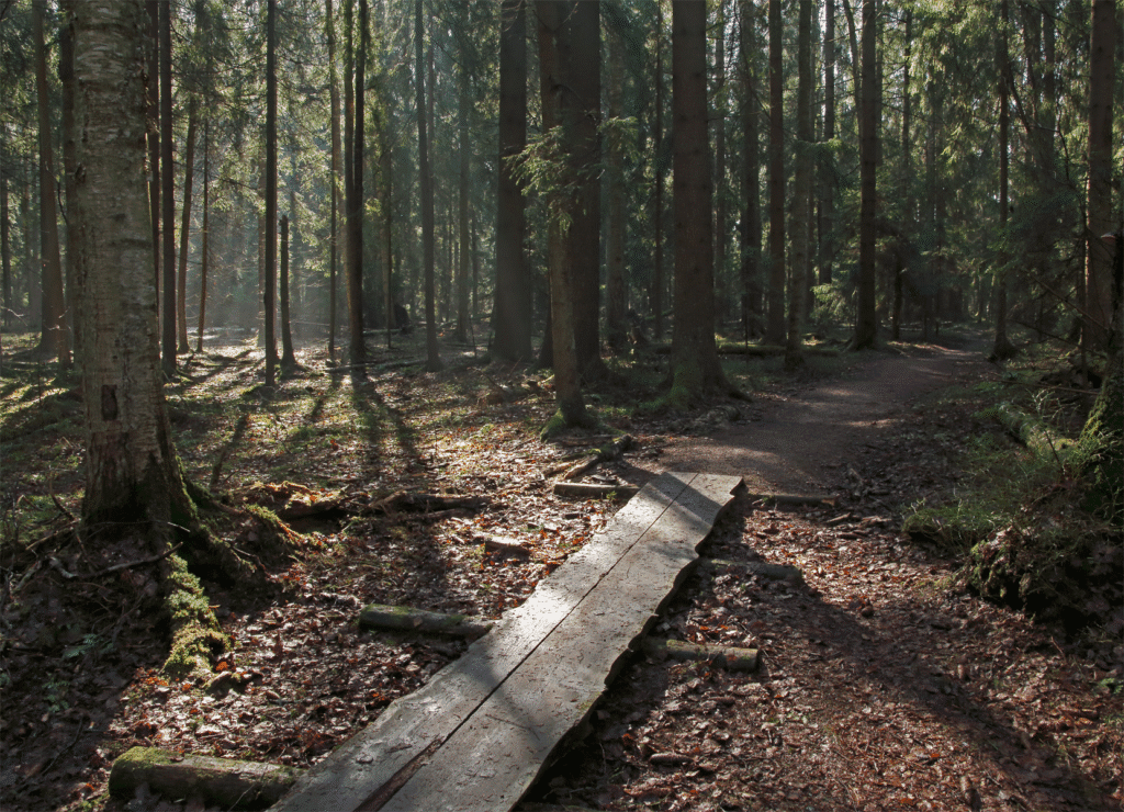10 Totally FREE Things to Do in Helsinki (Yes, 100% Free!) 6 Hike Through Central Park (Keskuspuisto) / FRE things to do in Helsinki