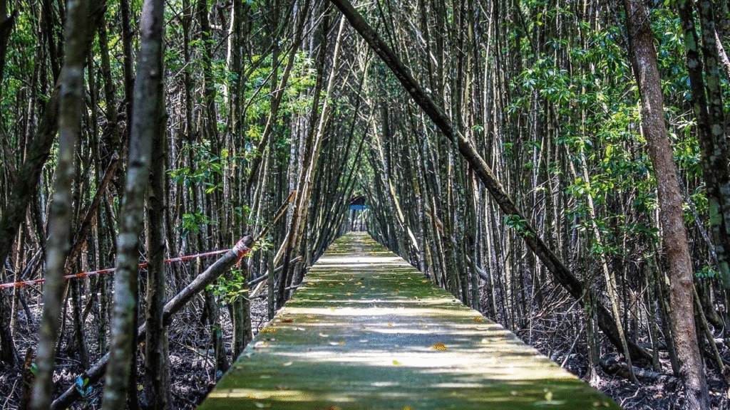 12 Best Things To Do in Selangor, Malaysia – A Local’s Guide to Hidden Gems & Must-Sees 6 Kuala Selangor Nature Park / Best things to do i Selangor