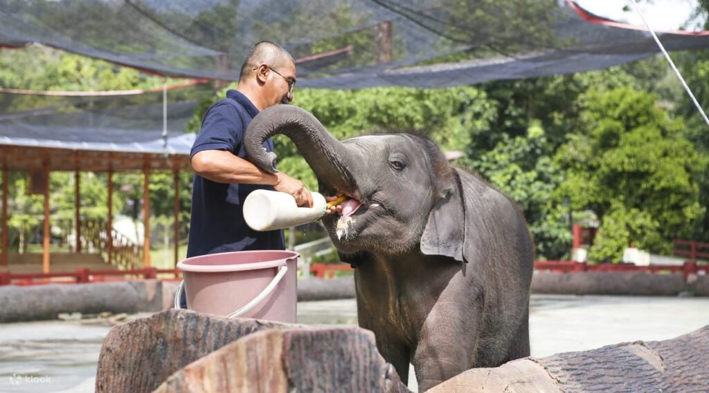 Elephant Sanctuary in Pahang