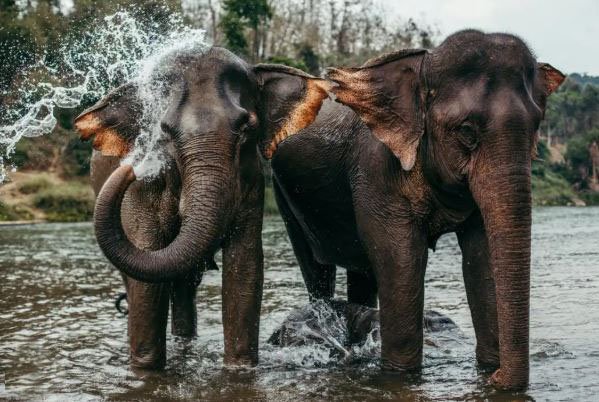 Elephant Sanctuary in Pahang