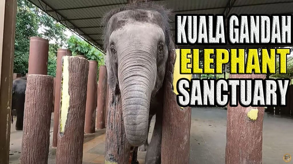 Elephant Sanctuary in Pahang