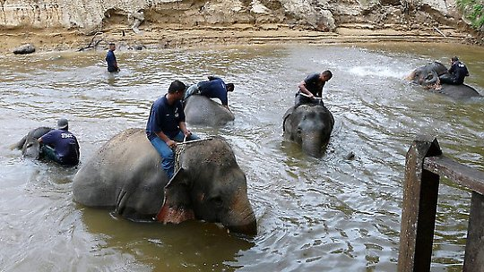 Elephant Sanctuary in Pahang