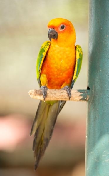 Kuala Lumpur Bird Park