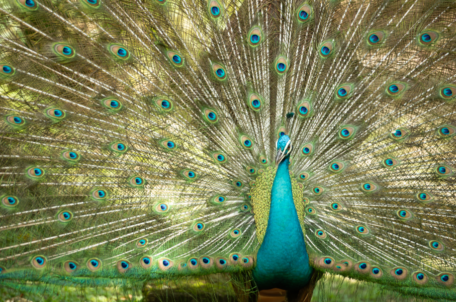 Kuala Lumpur Bird Park