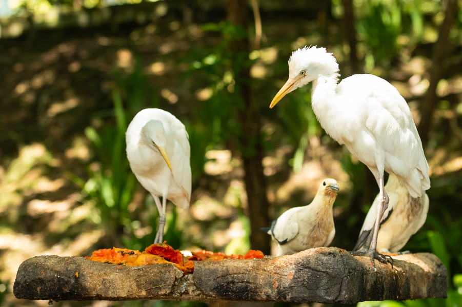 Kuala Lumpur Bird Park