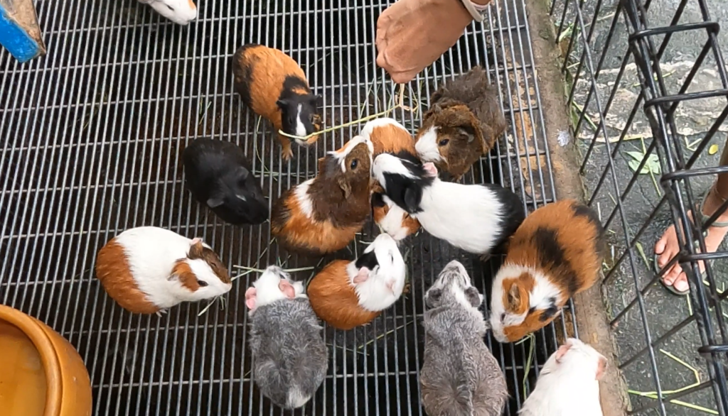 Farm in the city Selangor